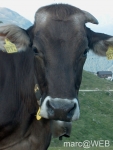 IM005926