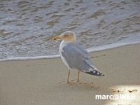 PICT0165.JPG