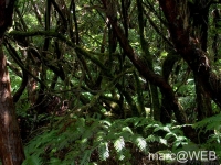 Anaga__1_