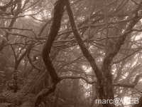 Anaga__25_