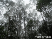 Caldeirao_Verde