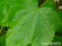 Caldeirao_Verde__14_