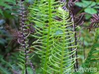 Caldeirao_Verde__15_