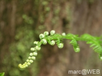 Caldeirao_Verde__1_