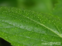 Caldeirao_Verde__22_