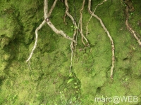 Caldeirao_Verde__31_
