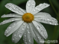 Caldeirao_Verde__32_