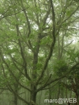 Caldeirao_Verde__35_