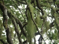 Caldeirao_Verde__6_