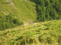 Wallis__52_.JPG