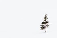 20190309-104528-ILCE-7M2-DSC08536