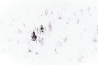 20190309-104636-ILCE-7M2-DSC08540