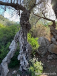 deia-soller-12