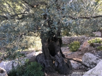 deia-soller-13