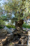 deia-soller-14