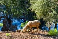 deia-soller-21
