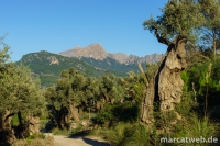 deia-soller-26