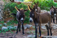 deia-soller-29
