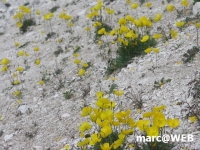 dolomiten (47)