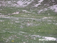 dolomiten (51)