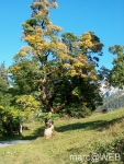 IM003347