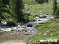 fanes (26)