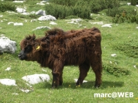 fanes (38)