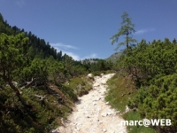 fanes (5)