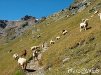 Fluela_Schwarzhorn__4_