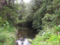 foret_de_bebour