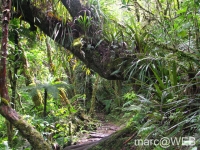 foret_de_bebour__10_