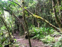 foret_de_bebour__11_