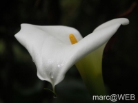 foret_de_bebour__12_