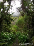 foret_de_bebour__13_