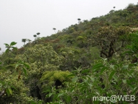 foret_de_bebour__14_