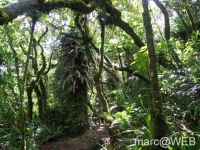 foret_de_bebour__15_