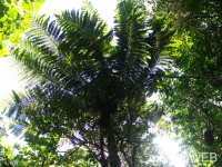 foret_de_bebour__16_