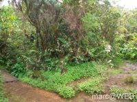 foret_de_bebour__17_