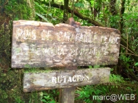 foret_de_bebour__1_