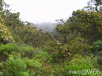 foret_de_bebour__20_