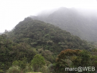 foret_de_bebour__21_