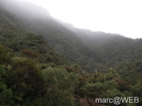 foret_de_bebour__22_
