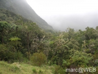 foret_de_bebour__23_