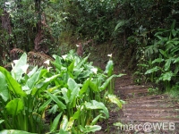 foret_de_bebour__2_