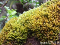 foret_de_bebour__3_