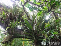 foret_de_bebour__4_