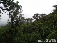foret_de_bebour__5_
