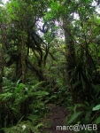 foret_de_bebour__6_