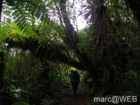 foret_de_bebour__7_