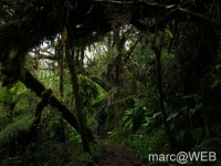 foret_de_bebour__8_